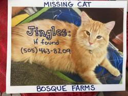 Lost Male Cat last seen Main St in Bosque Farms and Morrison Dr, Bosque Farms, NM 87068
