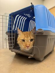 Lost Male Cat last seen 55/Mountainview , Glendale, AZ 85302