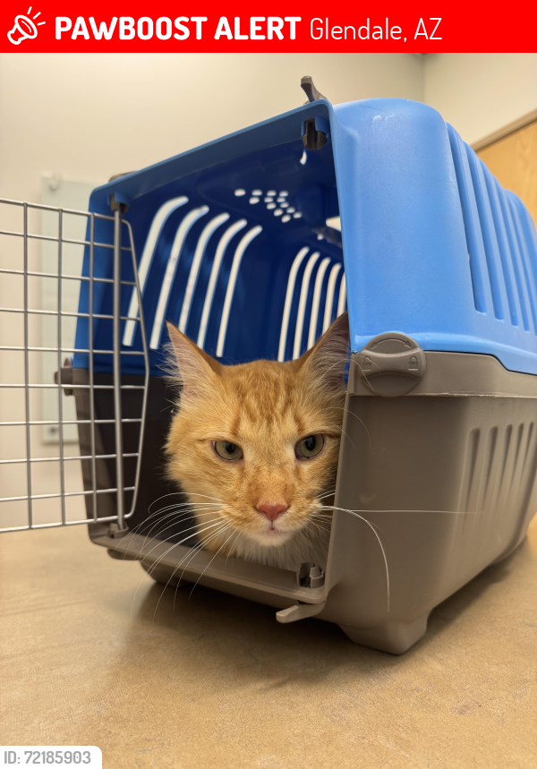 Lost Male Cat last seen 55/Mountainview , Glendale, AZ 85302