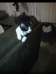 Lost Male Cat last seen Near and 94, Roseville, MI 48066