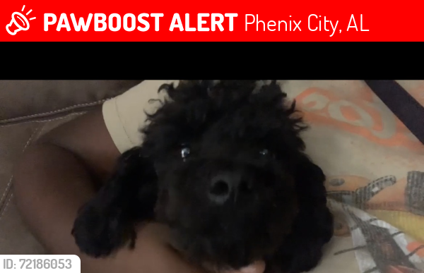 Lost Male Dog last seen Brandywine ests, Phenix City, AL 36869
