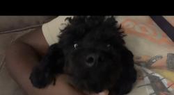 Lost Male Dog last seen Brandywine ests, Phenix City, AL 36869