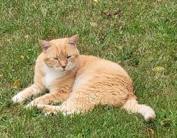 Lost Male Cat last seen Near & Haven Ln, Lindenhurst, IL 60046