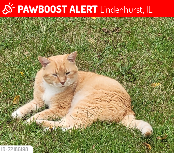 Lost Male Cat last seen Near & Haven Ln, Lindenhurst, IL 60046