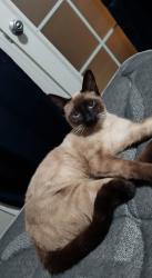Reunited Female Cat last seen Charleston and Jones, Las Vegas, NV 89107