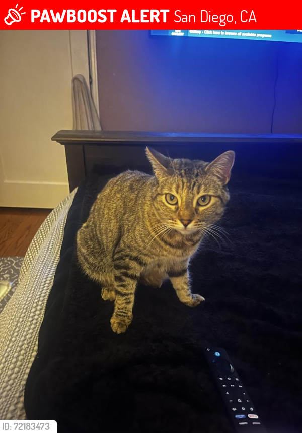 Lost Female Cat last seen Maury Drive, San Carlos, Gage Elementry, San Diego, CA 92119