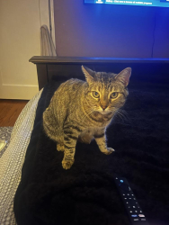Lost Female Cat last seen Maury Drive, San Carlos, Gage Elementry, San Diego, CA 92119