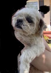 Lost Male Dog last seen Baker st and Grace st , Bakersfield, CA 93305