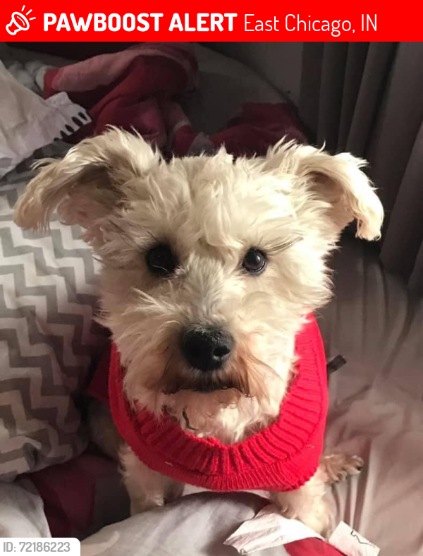 Lost Female Dog last seen 143rd & Indianapolis Blvd, East Chicago, IN 46312