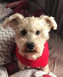 Lost Female Dog last seen 143rd & Indianapolis Blvd, East Chicago, IN 46312
