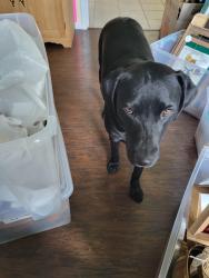 Lost Female Dog last seen Vega, Fort Worth, TX 76133