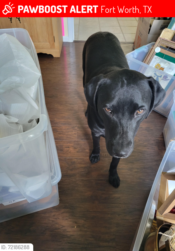 Lost Female Dog last seen Vega, Fort Worth, TX 76133