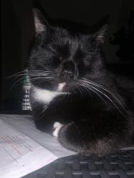 Lost Male Cat last seen Brickyard Falls Rd, Manlius, NY 13104