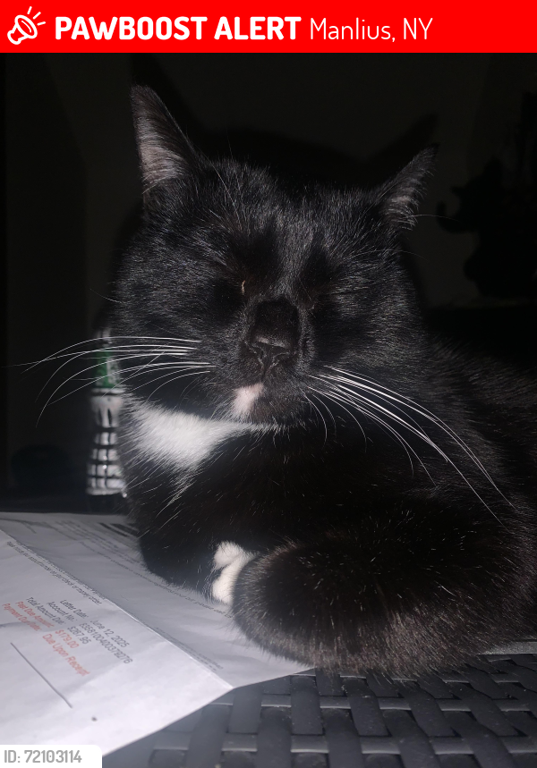 Lost Male Cat last seen Brickyard Falls Rd, Manlius, NY 13104