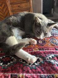Lost Male Cat last seen Near th street , Santa Ana, CA 92706