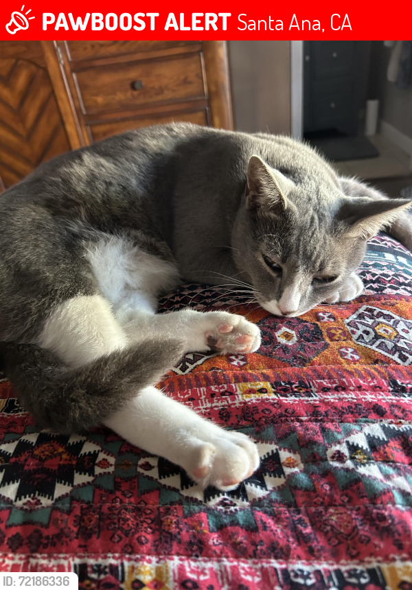 Lost Male Cat last seen Near th street , Santa Ana, CA 92706
