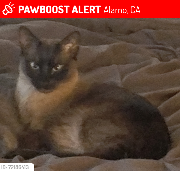 Lost Male Cat last seen Hillgrade Ave., Iron Horse Trail, West Alamo.   Possible sighting on David Dr, East Alamo., Alamo, CA 94507