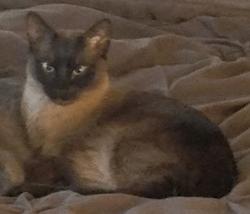 Lost Male Cat last seen Hillgrade Ave., Iron Horse Trail, West Alamo.   Possible sighting on David Dr, East Alamo., Alamo, CA 94507