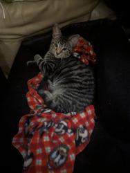 Lost Female Cat last seen S Jason and Arizona st industrial area near Santa Fe , Denver, CO 80223
