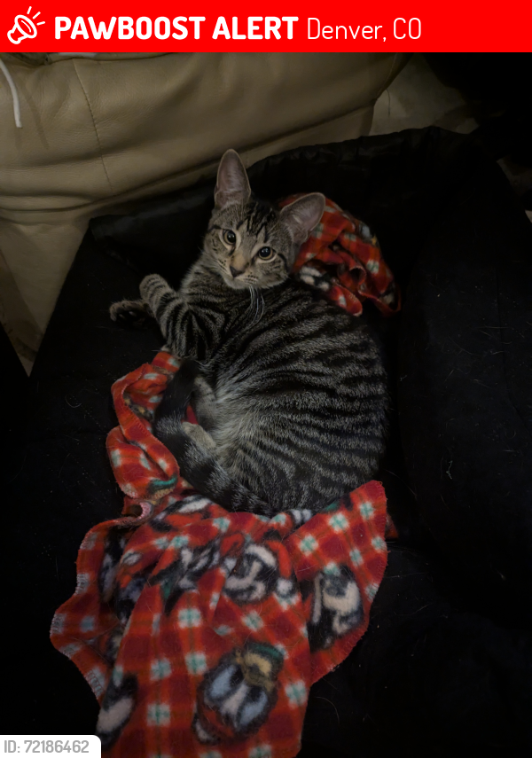 Lost Female Cat last seen S Jason and Arizona st industrial area near Santa Fe , Denver, CO 80223
