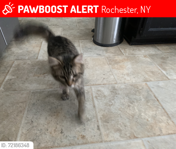 Lost Female Cat last seen Bryan St, Rochester, NY 14613