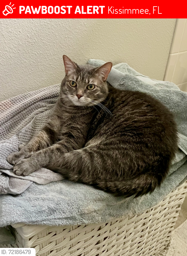 Lost Male Cat last seen Near entrance of Four Seasons Community in Kissimmee/Reunion, Kissimmee, FL 34747