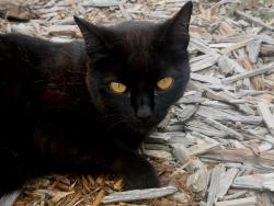Lost Male Cat last seen Near Tarragona Dr, San Diego, CA 92115