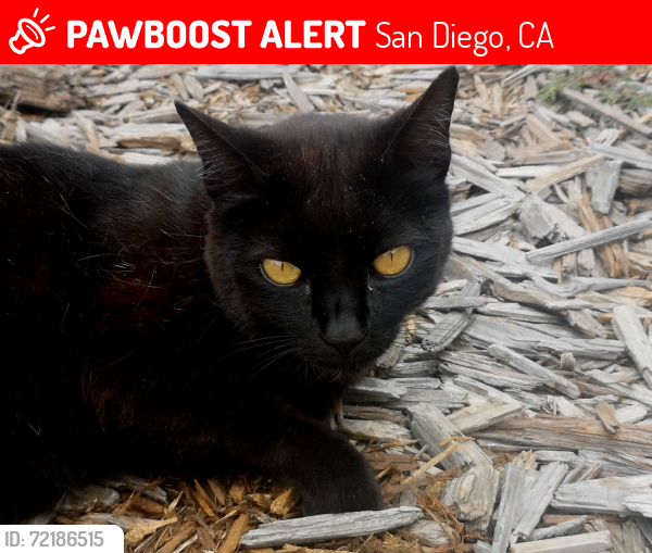 Lost Male Cat last seen Near Tarragona Dr, San Diego, CA 92115