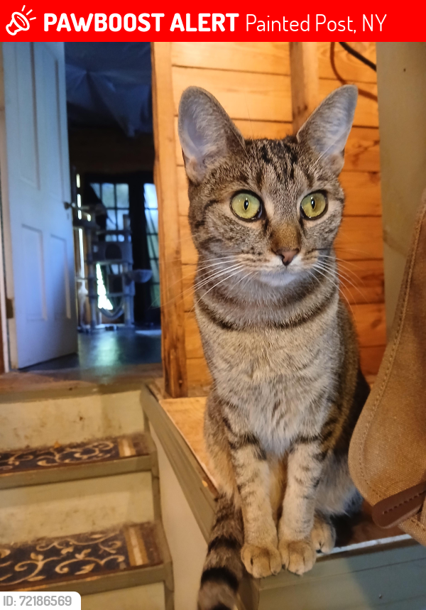 Lost Female Cat last seen Beartown road, Weaver Creek Trail, Painted Post, NY 14870