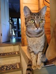 Lost Female Cat last seen Beartown road, Weaver Creek Trail, Painted Post, NY 14870