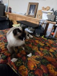 Lost Male Cat last seen Wood road, Fairfield, ME 04937