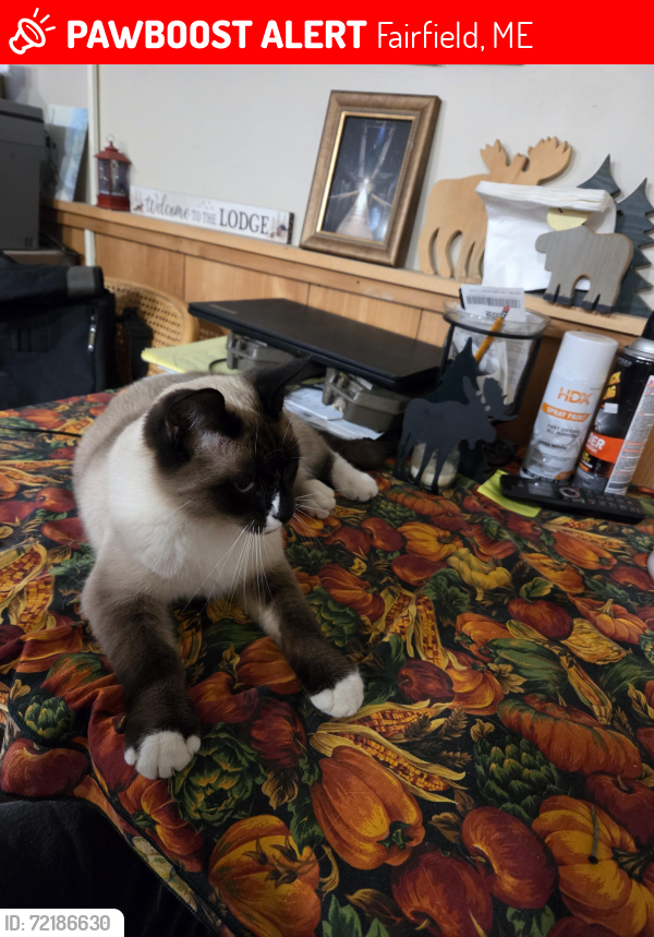 Lost Male Cat last seen Wood road, Fairfield, ME 04937