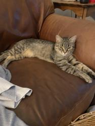 Lost Female Cat last seen Old Greensboro Road and Partridgeberry Road, Chapel Hill, NC 27516