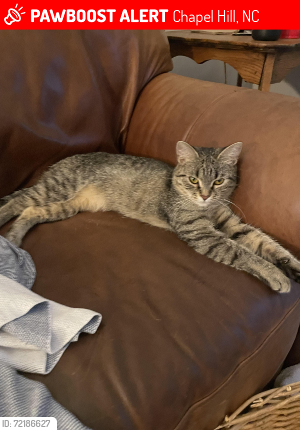 Lost Female Cat last seen Old Greensboro Road and Partridgeberry Road, Chapel Hill, NC 27516