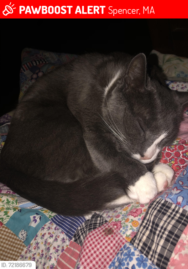 Lost Male Cat last seen South Spencer road , Spencer, MA 01562