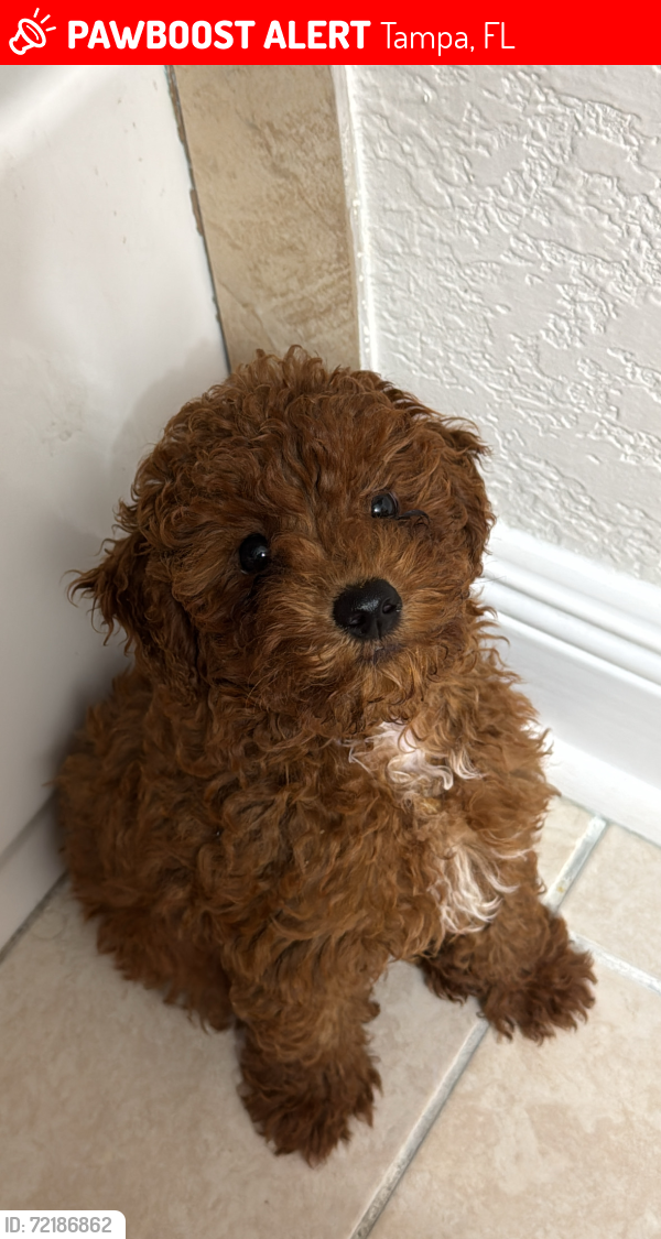 Lost Male Dog last seen Near W Saint Louis St Tampa FL 33607 Estados Unidos, Tampa, FL 33607