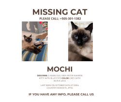 Lost Female Cat last seen Universe and Irving , Albuquerque, NM 87114