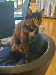 Lost Female Cat last seen Sashabaw, Waterford Township, MI 48329