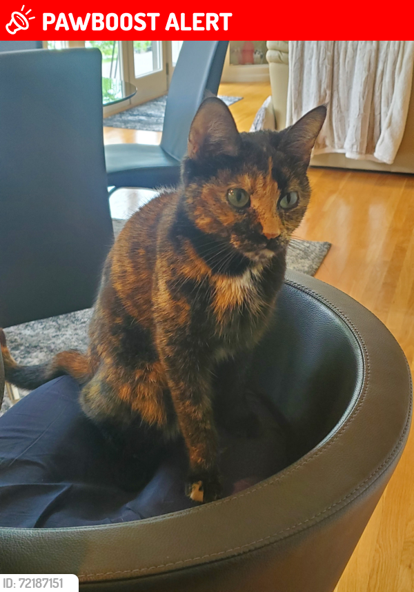 Lost Female Cat last seen Sashabaw, Waterford Township, MI 48329