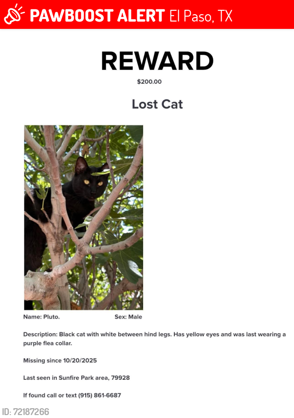 Lost Male Cat last seen Sun Fire Park area, El Paso, TX 79928