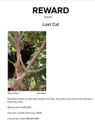Lost Male Cat last seen Sun Fire Park area, El Paso, TX 79928