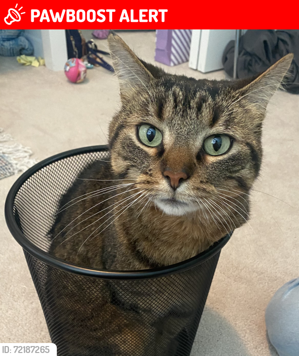 Lost Male Cat last seen Intersection of Moody and Hope Street, Port Moody, Port Moody, BC V3H 2B8