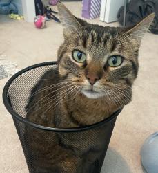 Lost Male Cat last seen Intersection of Moody and Hope Street, Port Moody, Port Moody, BC V3H 2B8