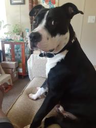Lost Male Dog last seen Rains mill, Princeton, NC 27569