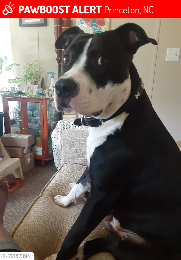Lost Male Dog last seen Rains mill, Princeton, NC 27569
