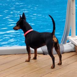 Lost Female Dog last seen Whiskey Run West, Rooster Church, New Salisbury, IN 47161