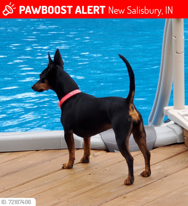 Lost Female Dog last seen Whiskey Run West, Rooster Church, New Salisbury, IN 47161
