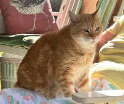 Lost Male Cat last seen Mariposa street, Chula Vista, CA 91910