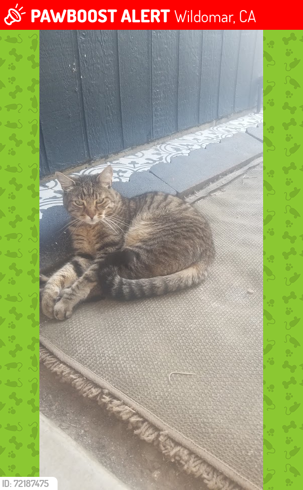 Lost Male Cat last seen Olive Tree Ln, Wildomar, CA 92595
