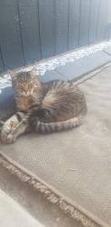 Lost Male Cat last seen Olive Tree Ln, Wildomar, CA 92595